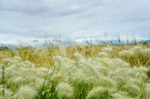 Fototapeta Naklejka Na Ścianę i Meble -  Pasto pluma Feather Grass 5