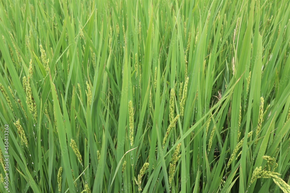 Close-up of fruited rice Close-up of fruited rice
