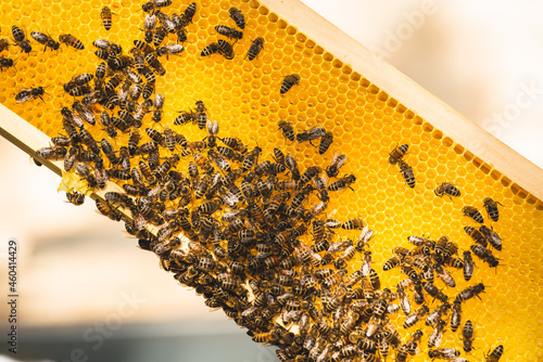 Bienen auf goldener Honigwabe