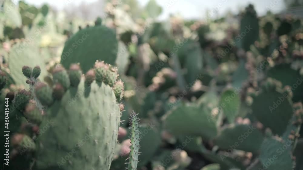 Bright sunlight on Mexican nopal plant with blurry background. Bright sunlight on Mexican nopal plant with blurry background.