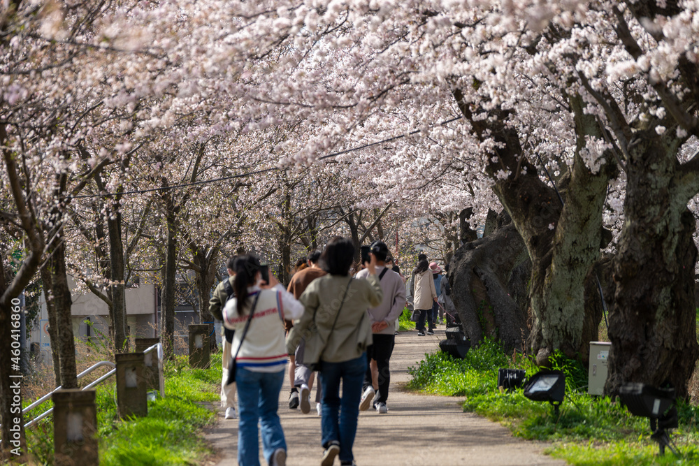 日本最大級の桜のトンネル・足羽川桜並木 日本最大級の桜のトンネル・足羽川桜並木