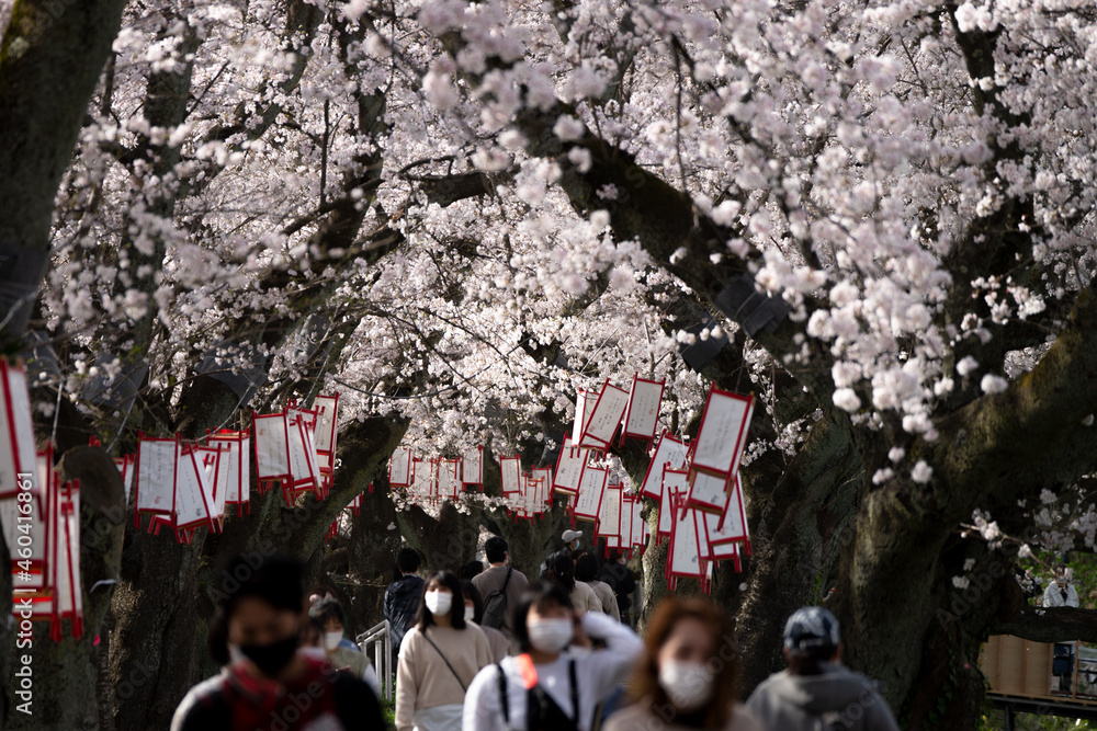 日本最大級の桜のトンネル・足羽川桜並木
