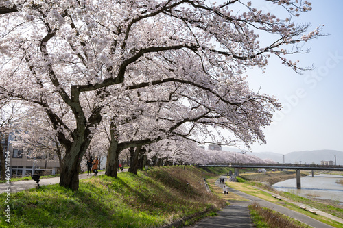 日本最大級の桜のトンネル・足羽川桜並木 © Nature K Photostudio