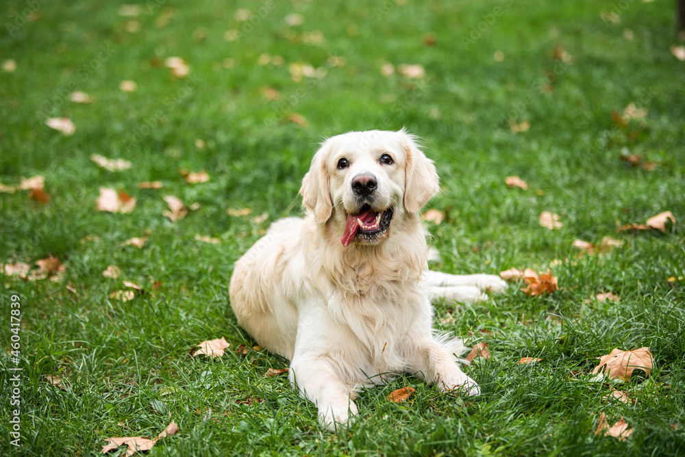 A dog, Golden retriever sitting, resting, on the grass with its tail raised and its tongue out A dog, Golden retriever sitting, resting, on the grass with its tail raised and its tongue out