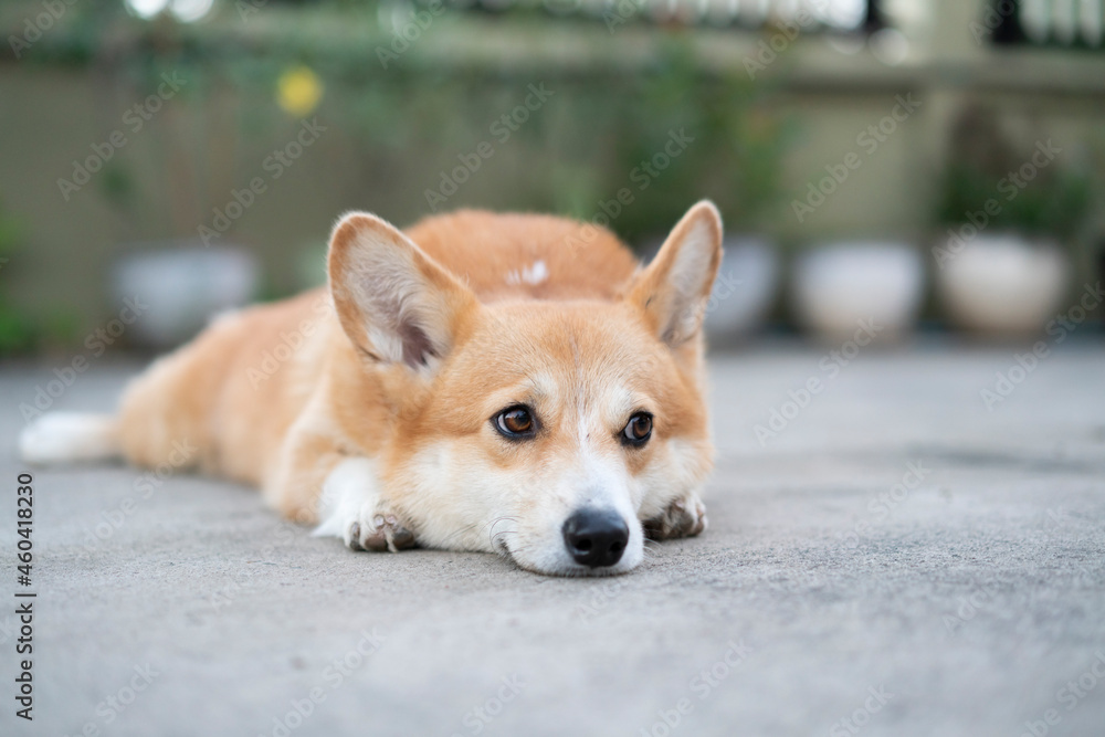 Corgi puppy dog lay down on the floor in summer sunny day Corgi puppy dog lay down on the floor in summer sunny day
