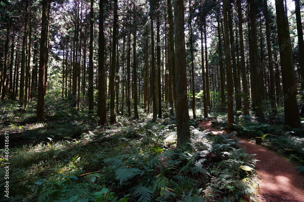 Fototapeta premium a refreshing cedar forest in the sunlight