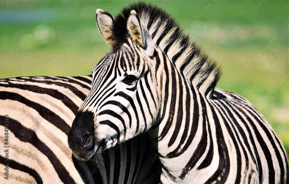 Fototapeta premium Portrait of a young Zebra