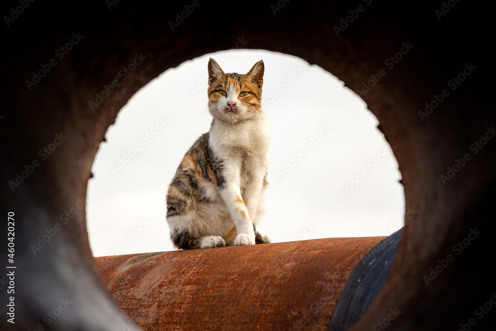 Stray cat sunbathing on huge, rusty water pipes that are idle. Agent cat is looking around.