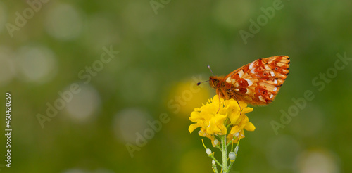 red butterfly perched on yellow flower with bokeh background, Boloria caucasica