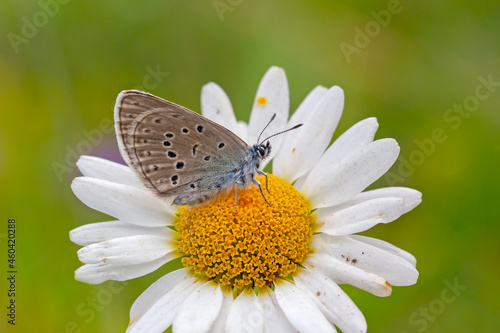 little blue butterfly perched on a daisy, Phengaris rebeli © kenan