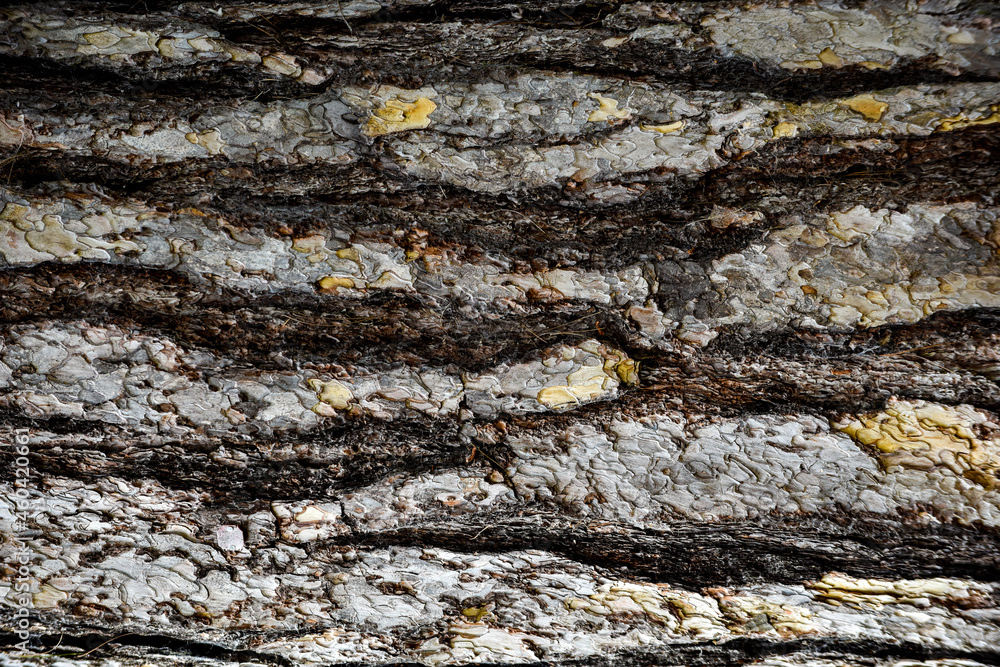 Abstract pattern from nature of tree wood in close up detail of the bark Abstract pattern from nature of tree wood in close up detail of the bark