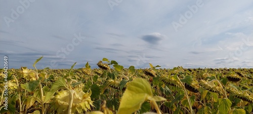 Sunflowers to the horizon