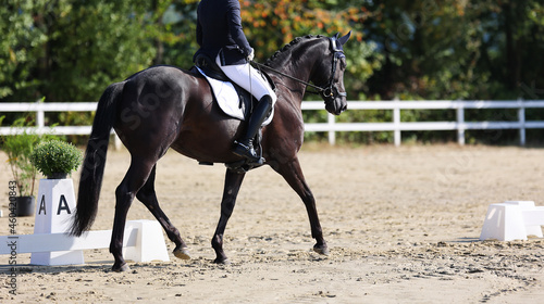 Dressage horse with rider in the dressage arena on the hoofbeat at the trot at the level of the circle punk A..