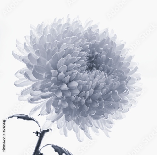 blue chrysanthemum growing on white background