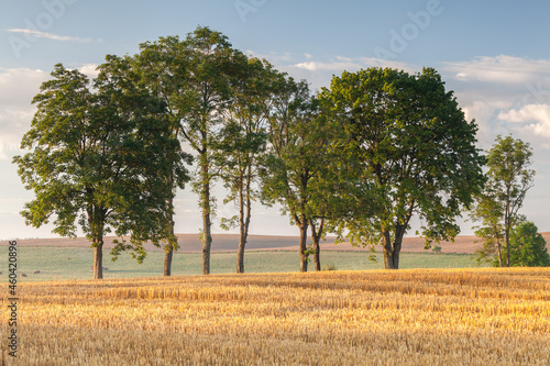 Fototapeta Naklejka Na Ścianę i Meble -  View of the Masurian fields.