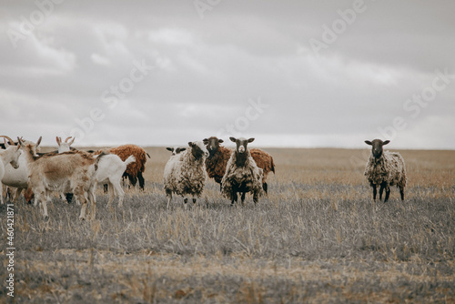 a flock of sheep and goats on a pasture in a field