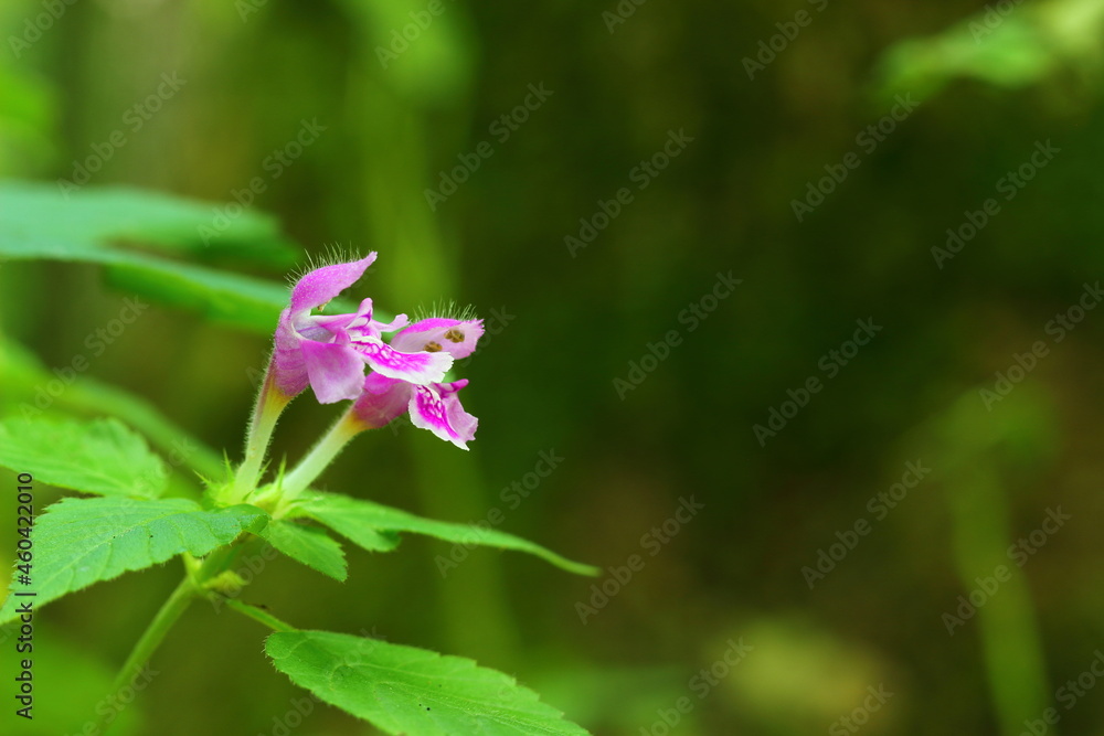 Violet forest flower as a background with the possibility of adding text. Violet forest flower as a background with the possibility of adding text.