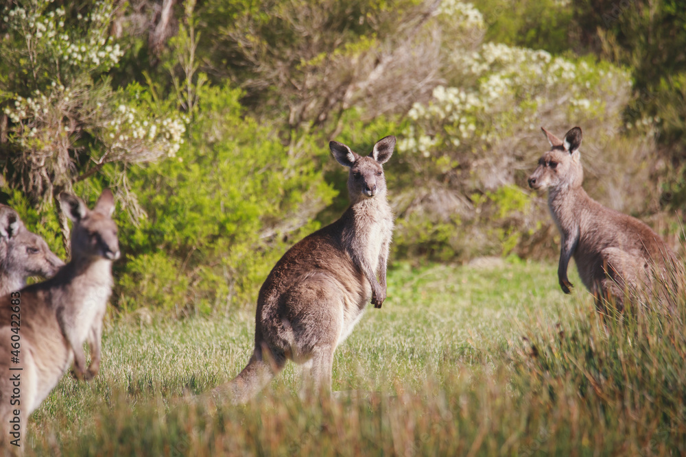 A very young Eastern Grey Kangaroo. A very young Eastern Grey Kangaroo.