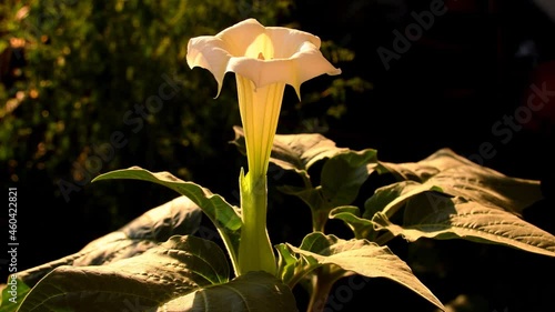 thorn apple with flower and apple in morning sun photo