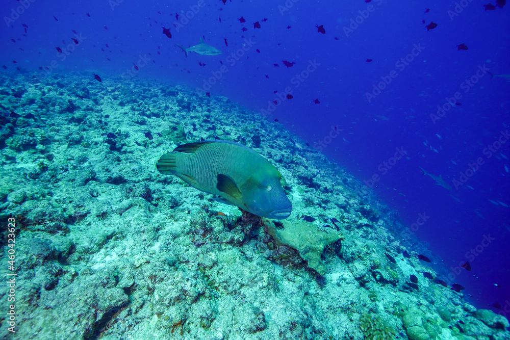 Underwater, Scuba diving in Palau Underwater, Scuba diving in Palau