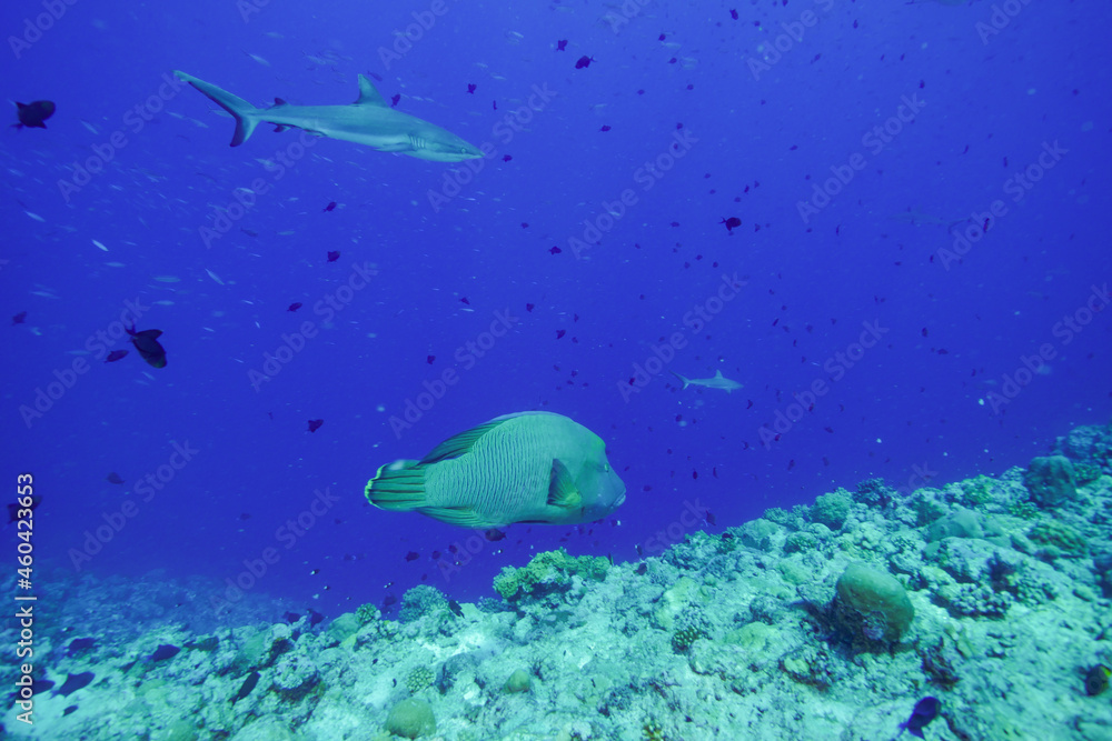 Underwater, Scuba diving in Palau Underwater, Scuba diving in Palau