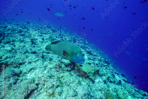 Underwater  Scuba diving in Palau
