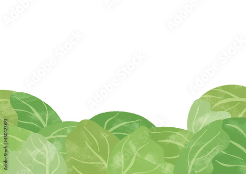 たくさんのキャベツ