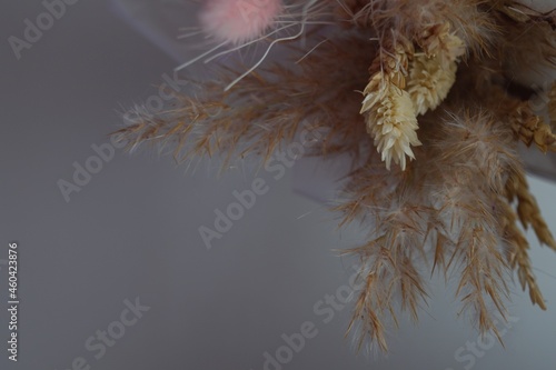 branches of autumn wheat