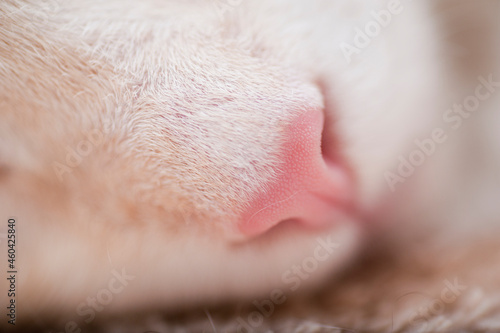 Cat nose macro
