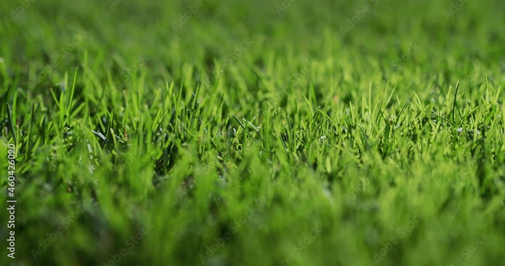 Lush green grass illuminated by the sun. Perfect lawn, slider 4k shot Lush green grass illuminated by the sun. Perfect lawn, slider 4k shot