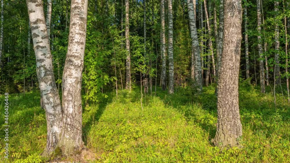 Admirable birch grove by diffused daylight in summer time. Hyperlapse, camera movement to the right, 4k. Admirable birch grove by diffused daylight in summer time. Hyperlapse, camera movement to the right, 4k.