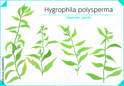 Hygrophila polysperma Vector Set Aquarium plants water plants Freshwater plants.