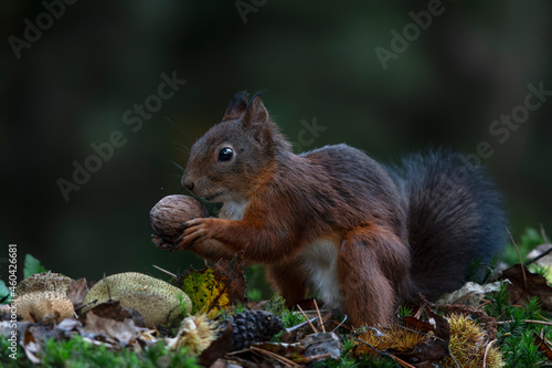 Cute hungry Red Squirrel (Sciurus vulgaris) eating a nut in an forest covered with colorful leaves and mushrooms. Autumn day in a deep forest in the Netherlands. 