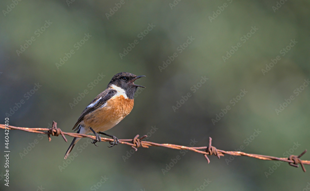Fototapeta premium A male Common Stonechat - Saxicola rubicola, Crete