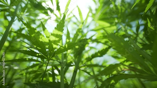 cannabis leaves