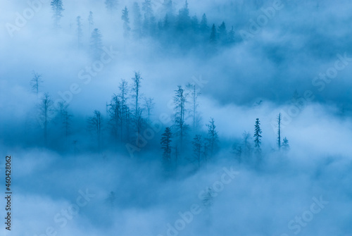 Misty forest in the mountains, Beskids, Poland