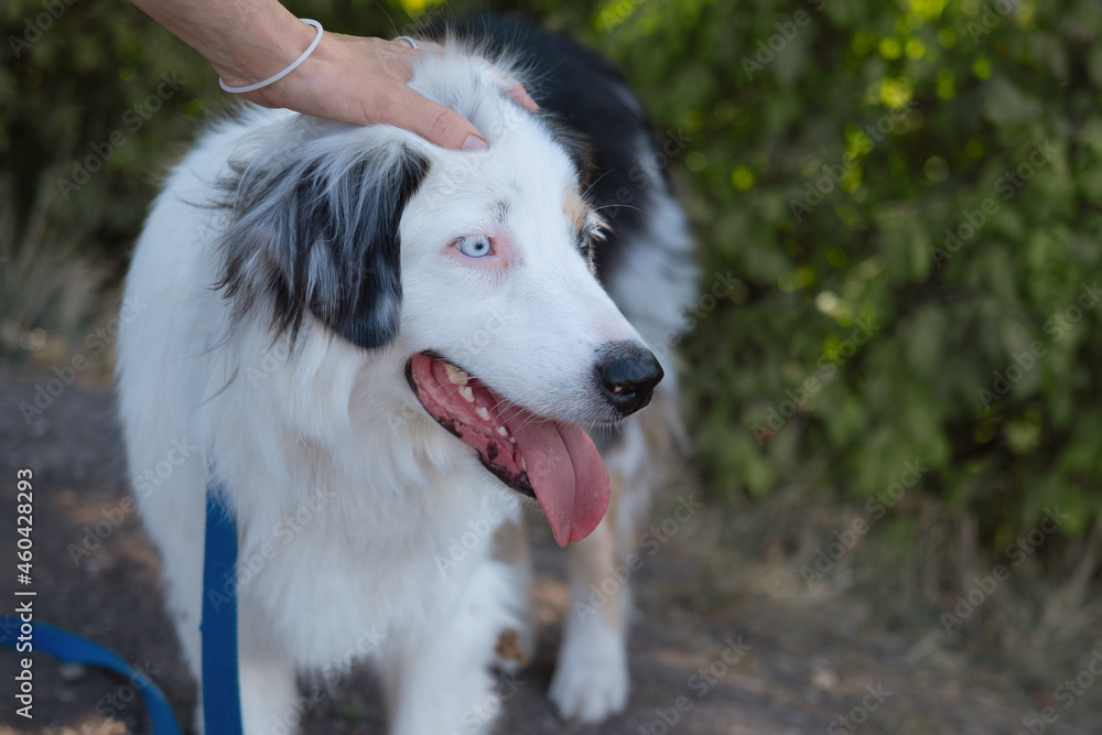 Womans hands pet australian shepherd outdoor. Love