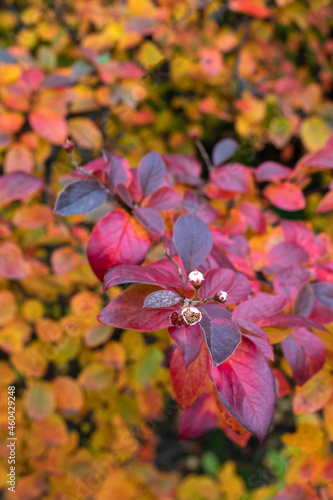 Canvas Print Saturated bright leaves paradoxical bloom of autumn cotoneaster