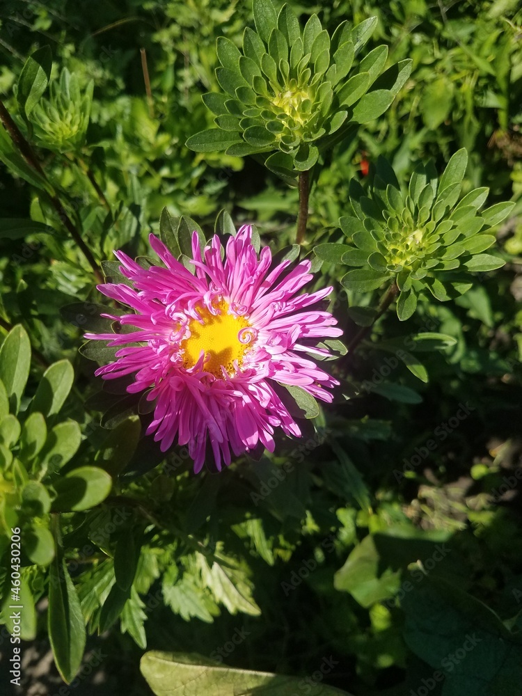 pink flower in the garden pink flower in the garden