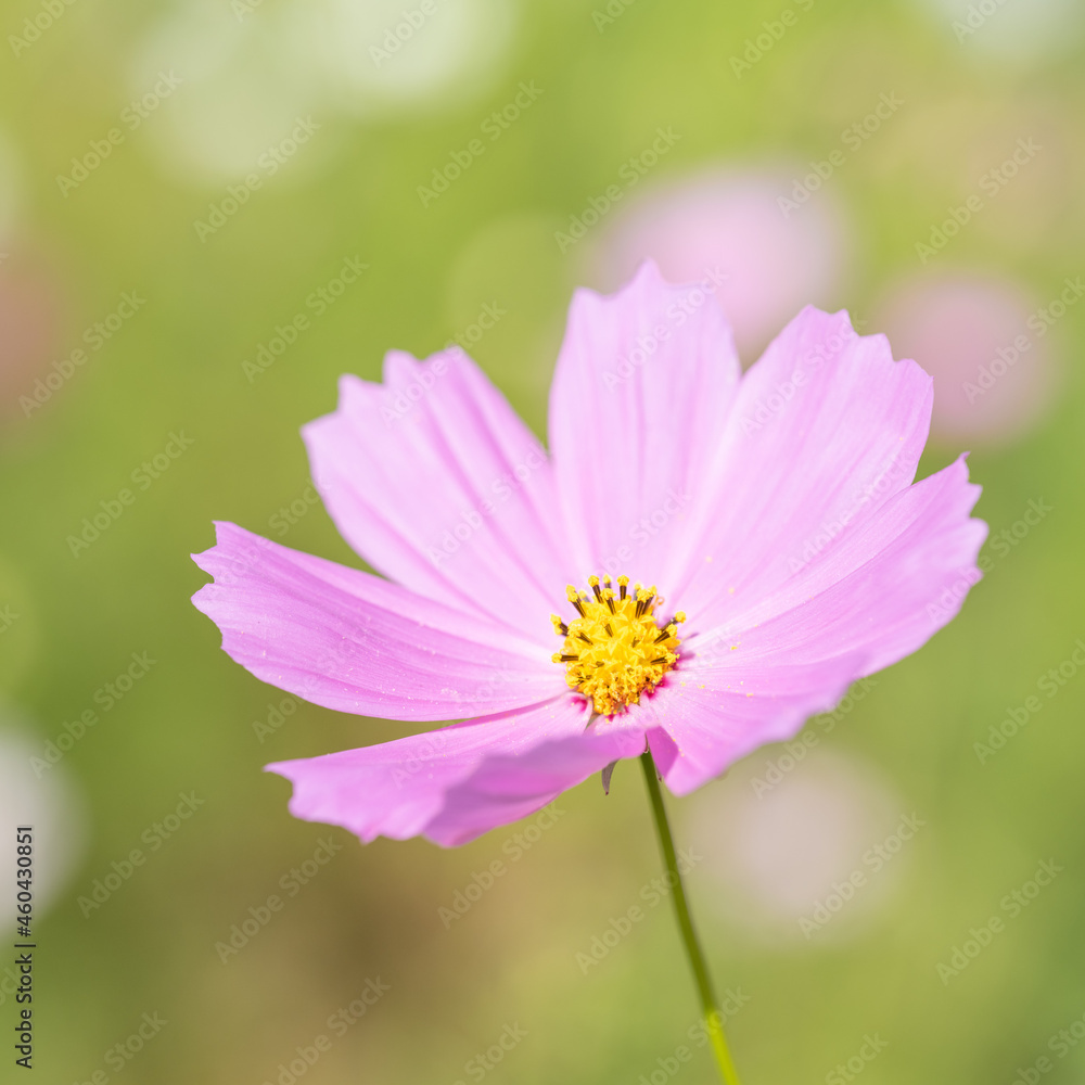 【秋】ピンク色のコスモスの花 1:1
【秋】ピンク色のコスモスの花 1:1