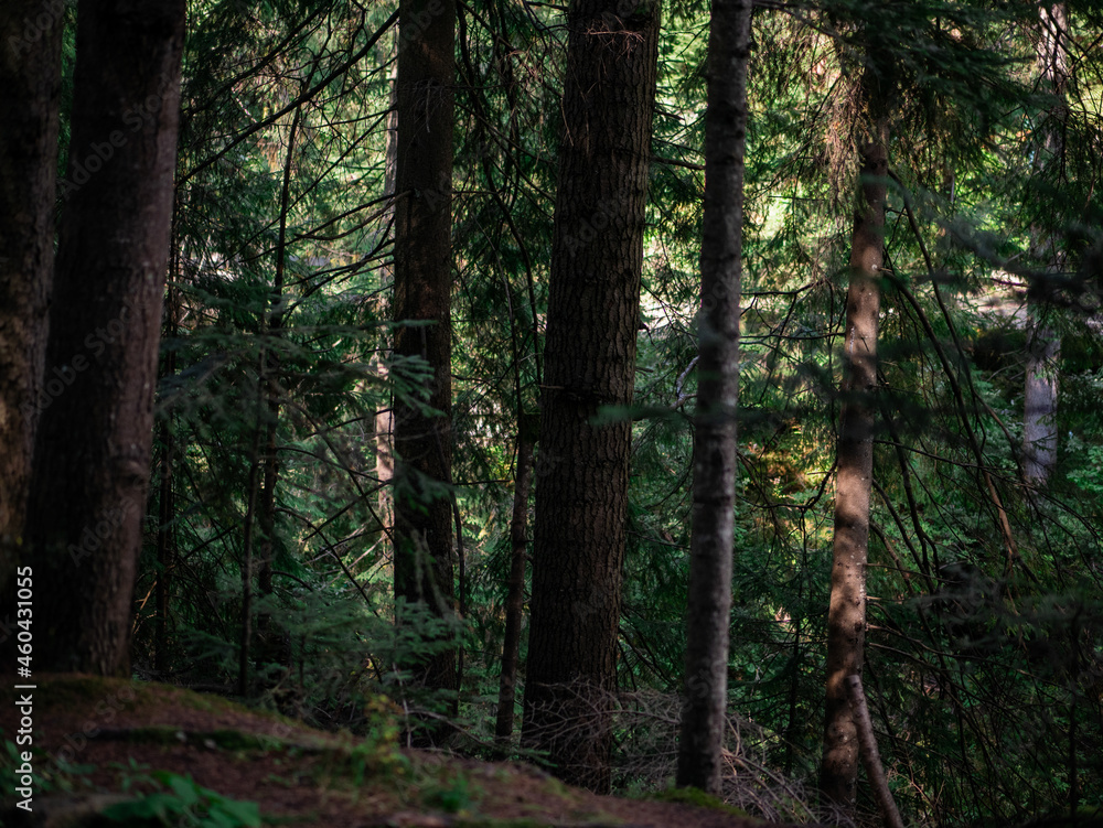 Trees in the forest background