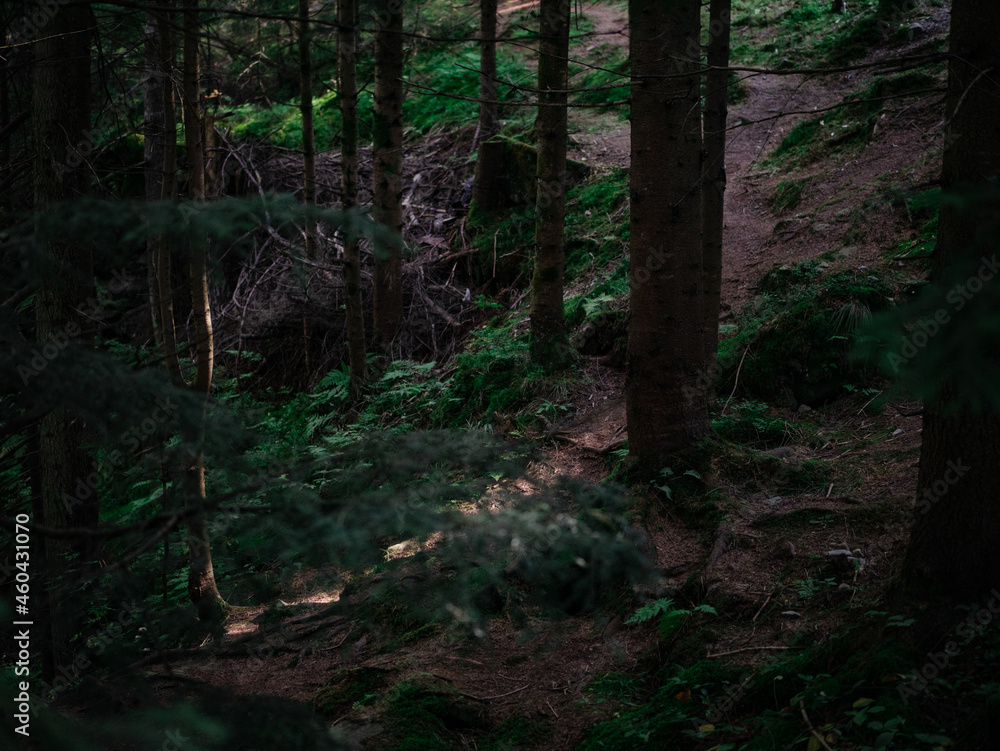 Trees in forest on mountain background Trees in forest on mountain background