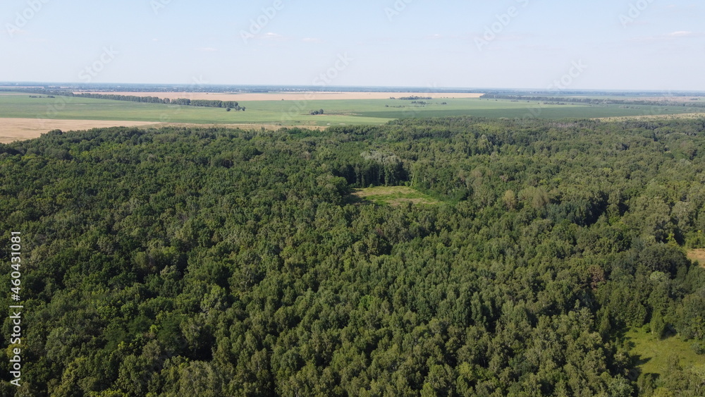 Dense green forest under blue sky, sunny summer weather. Scenery.
