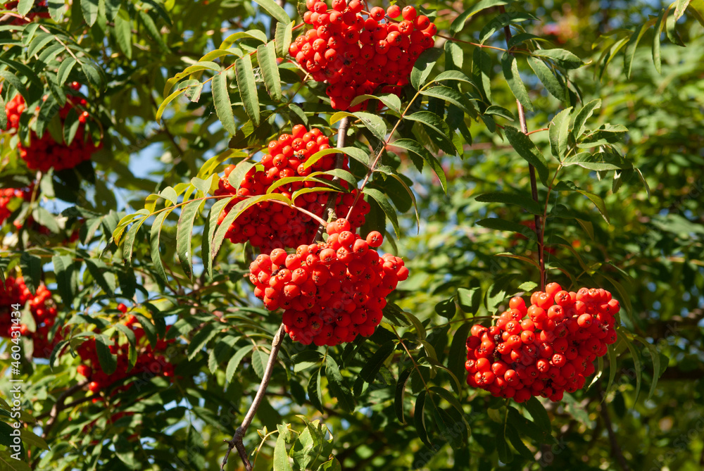 berries of a strawberry berries of a strawberry
