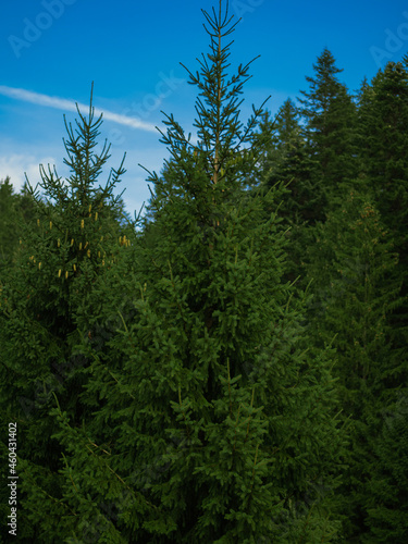 Spruce forest