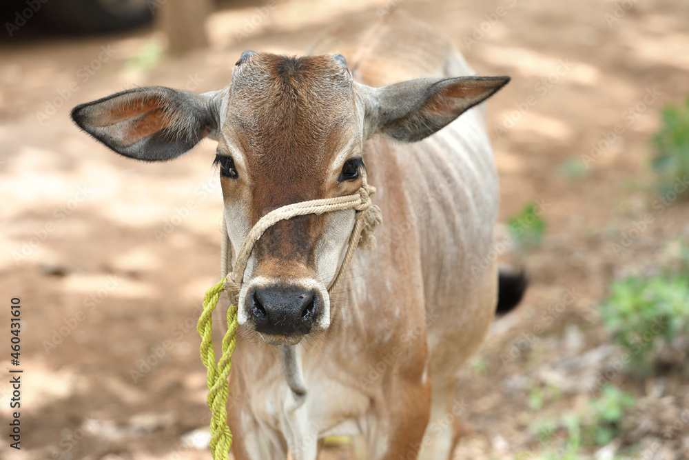 portrait of a Indian country calf
portrait of a Indian country calf