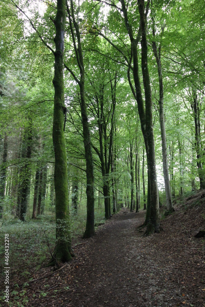 Tall Green Woodand Forest Path Background