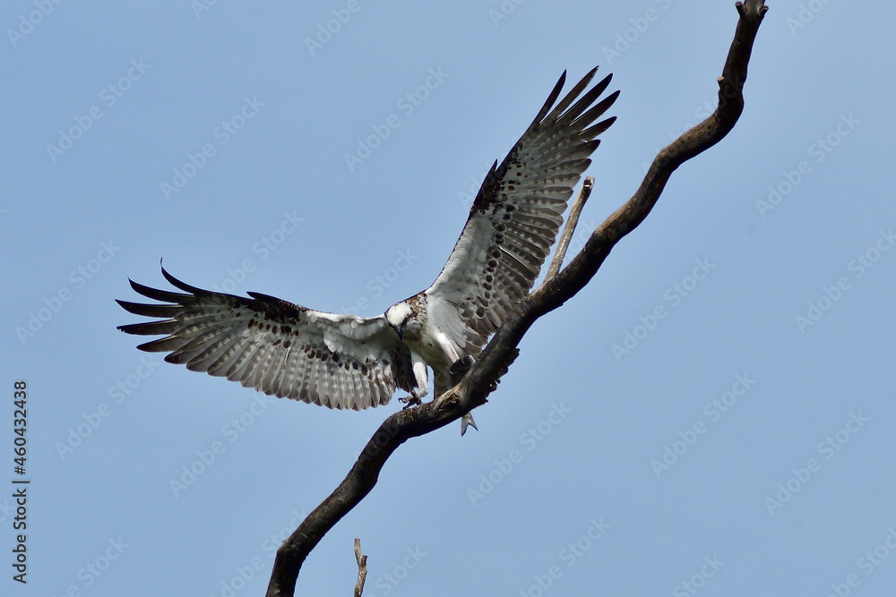 Fototapeta premium Osprey Lunch
