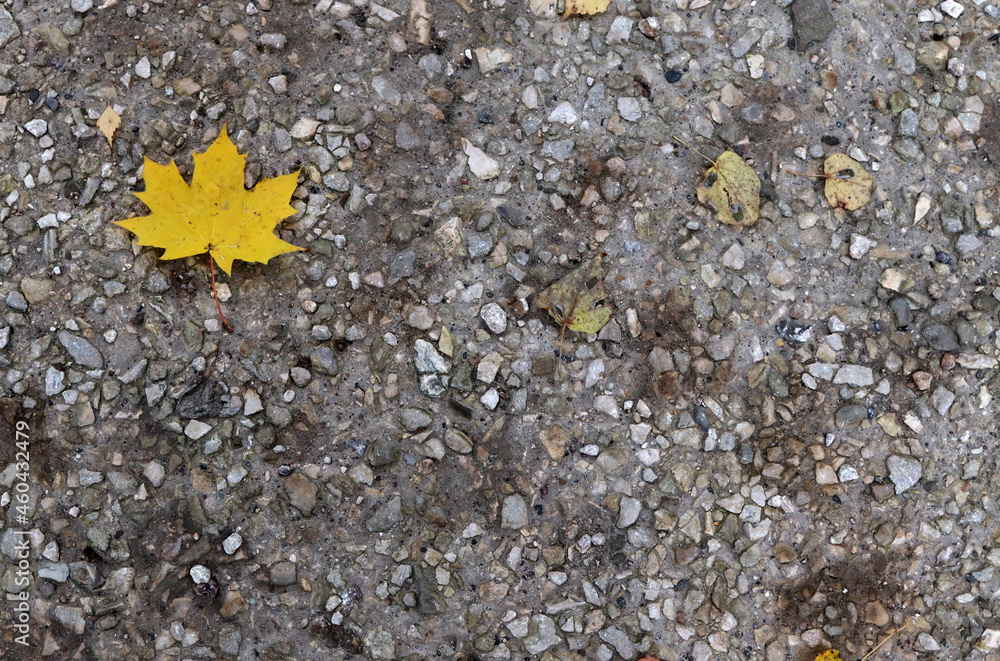 yellow maple leaf on gray gravel path yellow maple leaf on gray gravel path