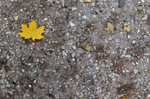 yellow maple leaf on gray gravel path